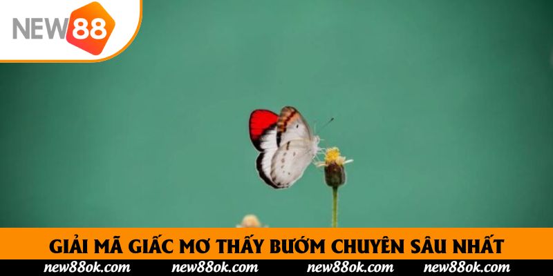 Giải mã giấc mơ thấy bướm chuyên sâu nhất về từng trường hợp