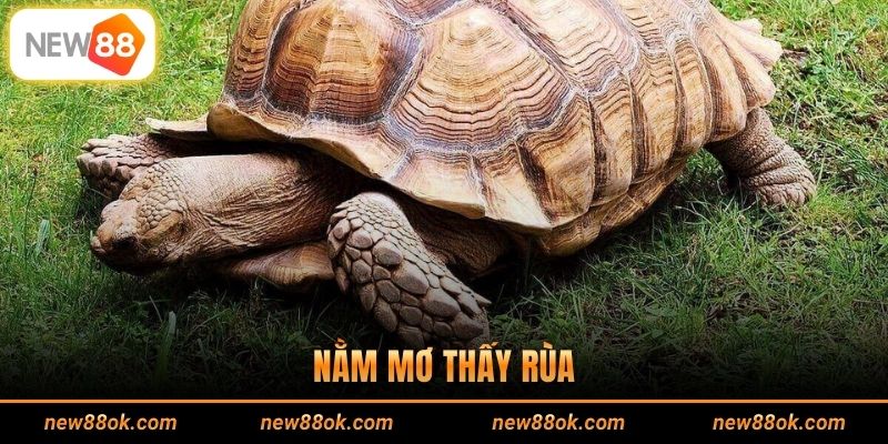 Nằm Mơ Thấy Rùa - Giải Mã Chiêm Bao Chuẩn Xác Từ A Đến Á